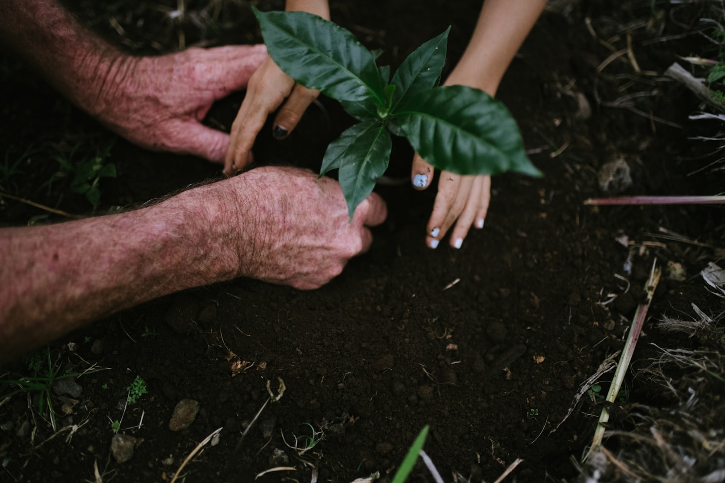 Two pairs of hands planting a small green seedling in soil.